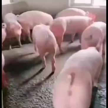 新美系后备二元母猪大量供应欢迎新老客户来订购