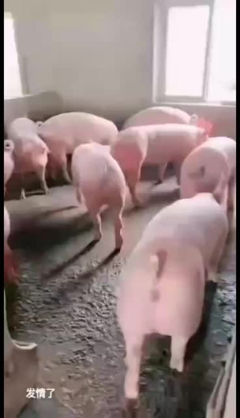新美系后备二元母猪大量供应欢迎新老客户来订购