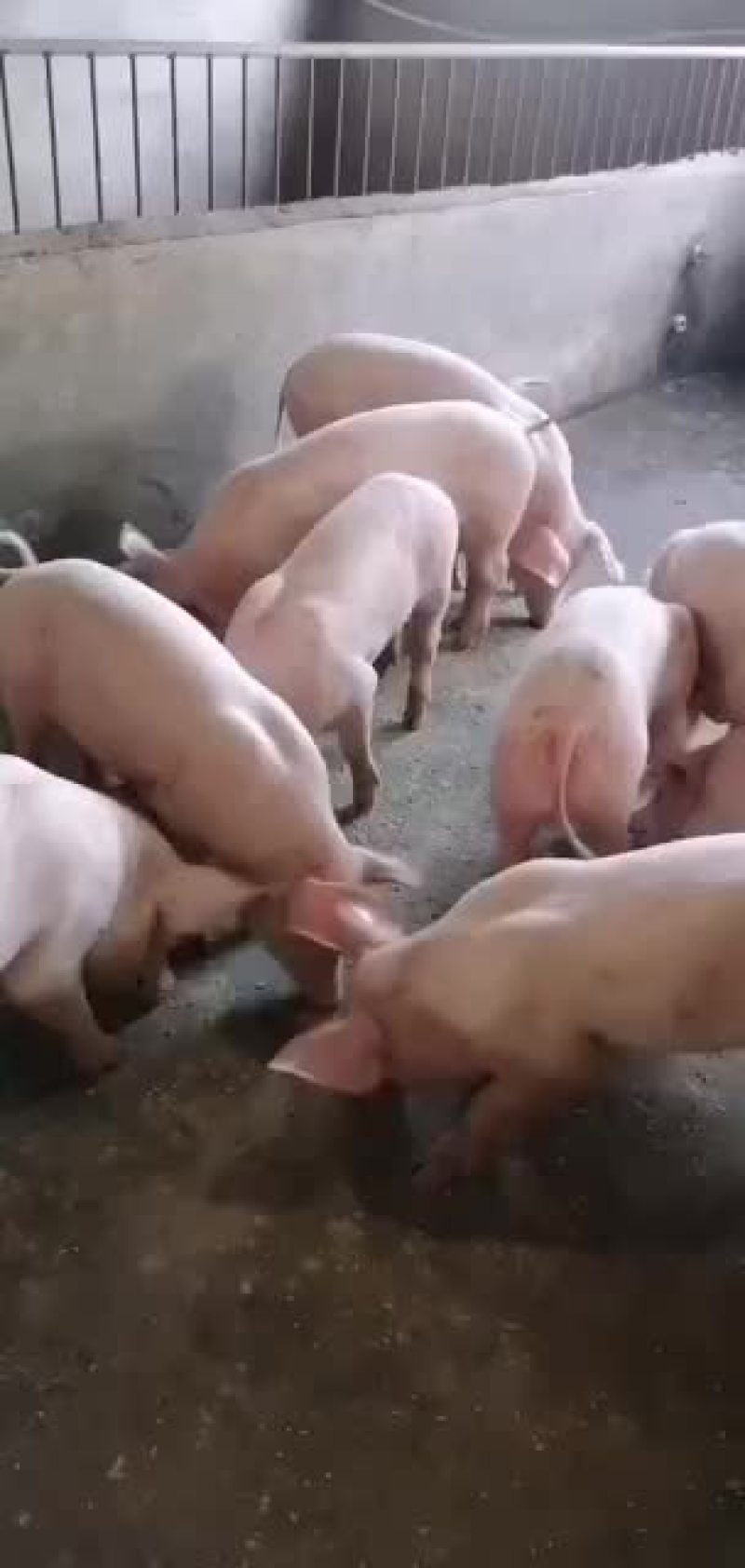 新美系后备二元母猪大量供应欢迎新老客户来订购