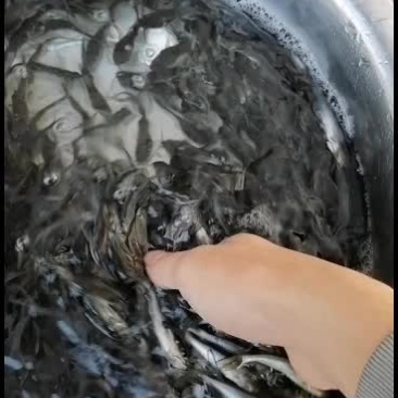 班点叉尾鮰鱼苗，广东鱼苗批发，产地直销，