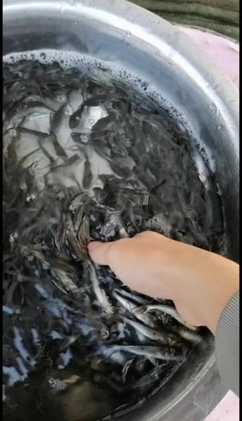 班点叉尾鮰鱼苗，广东鱼苗批发，产地直销，