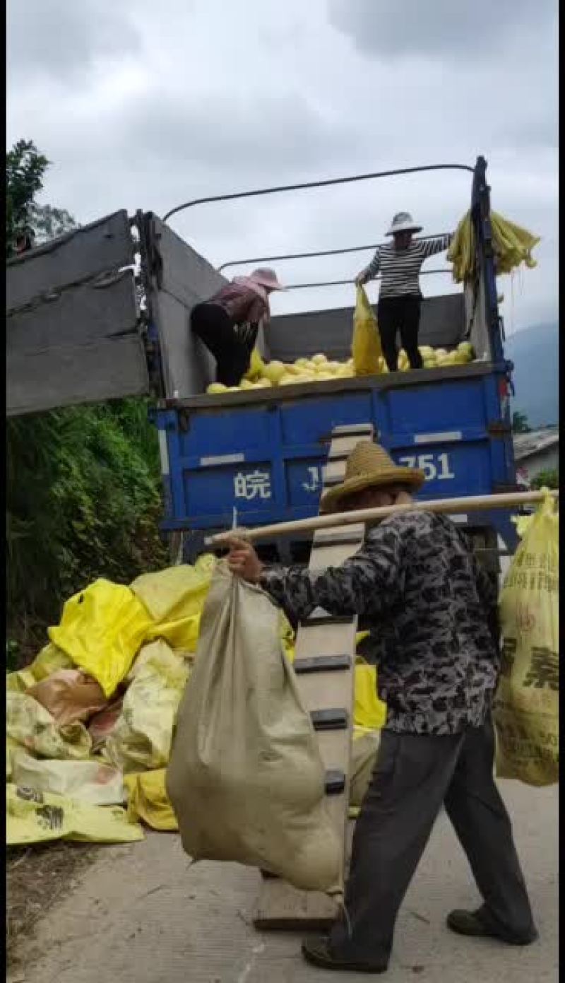 平和县琯溪蜜柚柚子采摘中