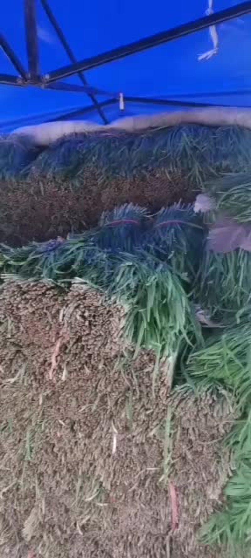 靖远韭菜大量上市，大吨位供货中，可以下单
