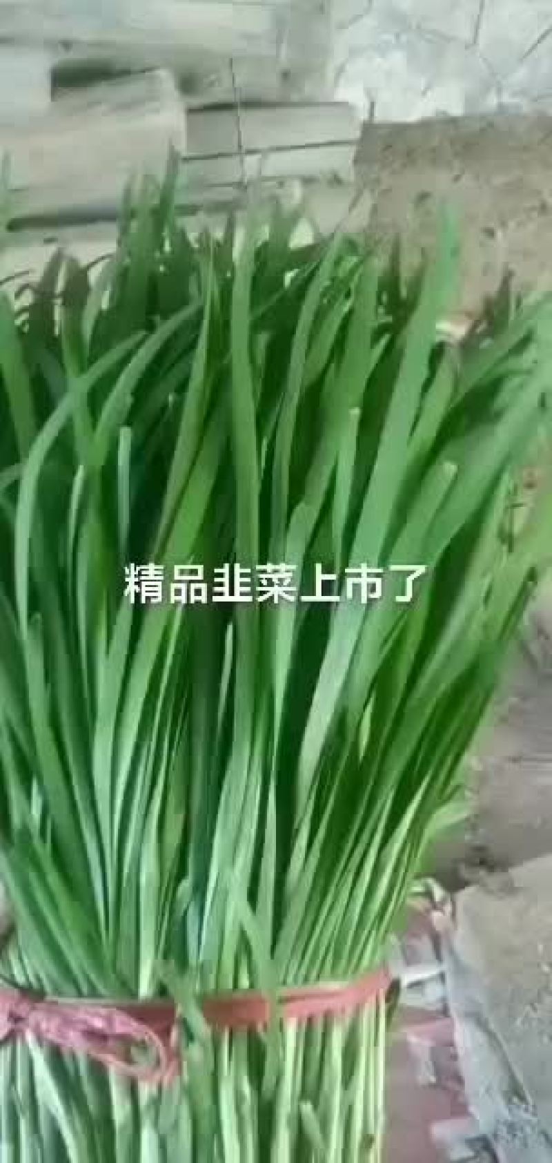 靖远韭菜大量上市，大吨位供货中，可以下单