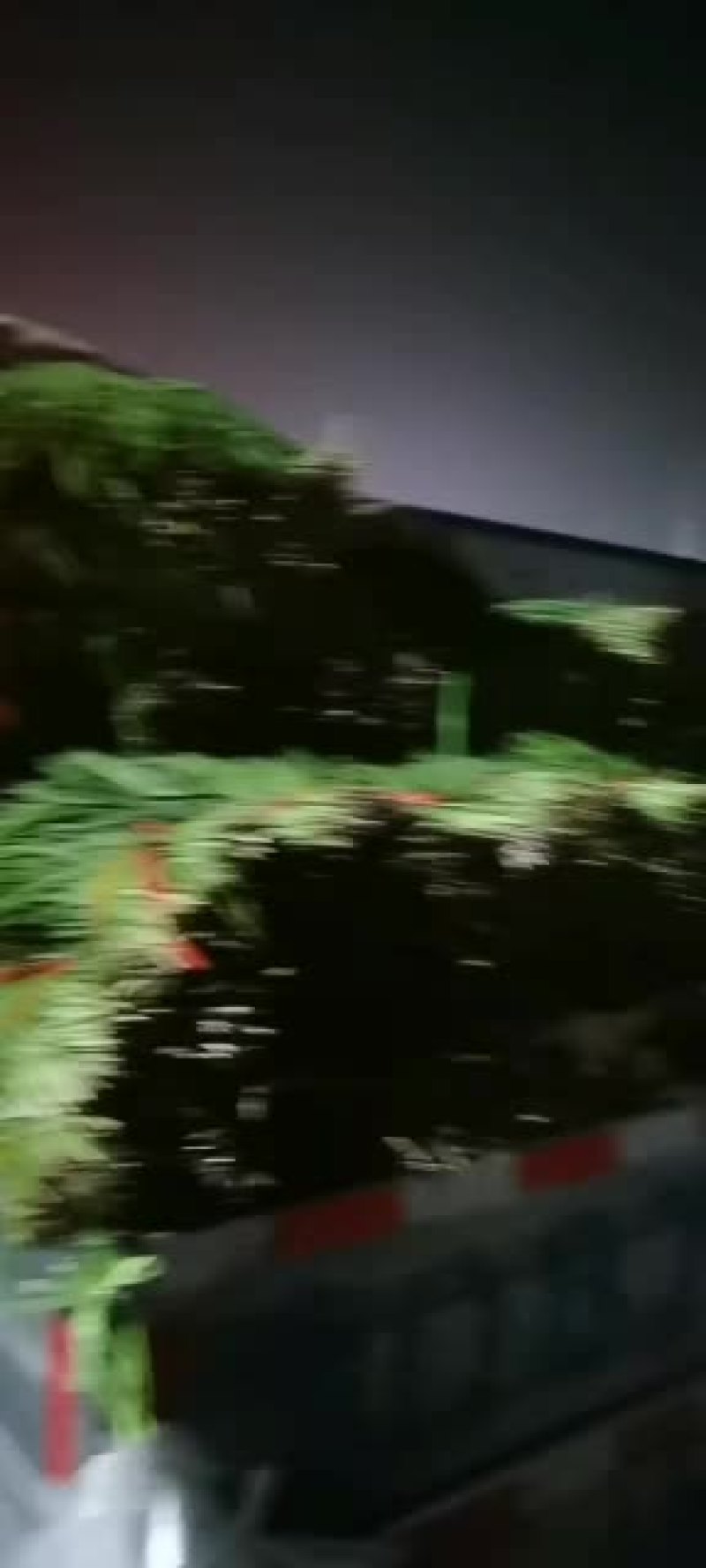 靖远韭菜大量上市，大吨位供货中，可以下单