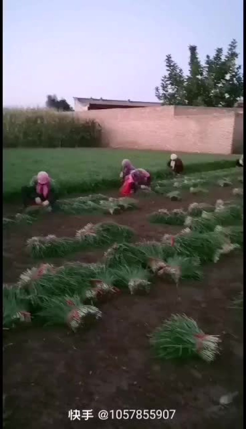 靖远韭菜大量上市，大吨位供货中，可以下单