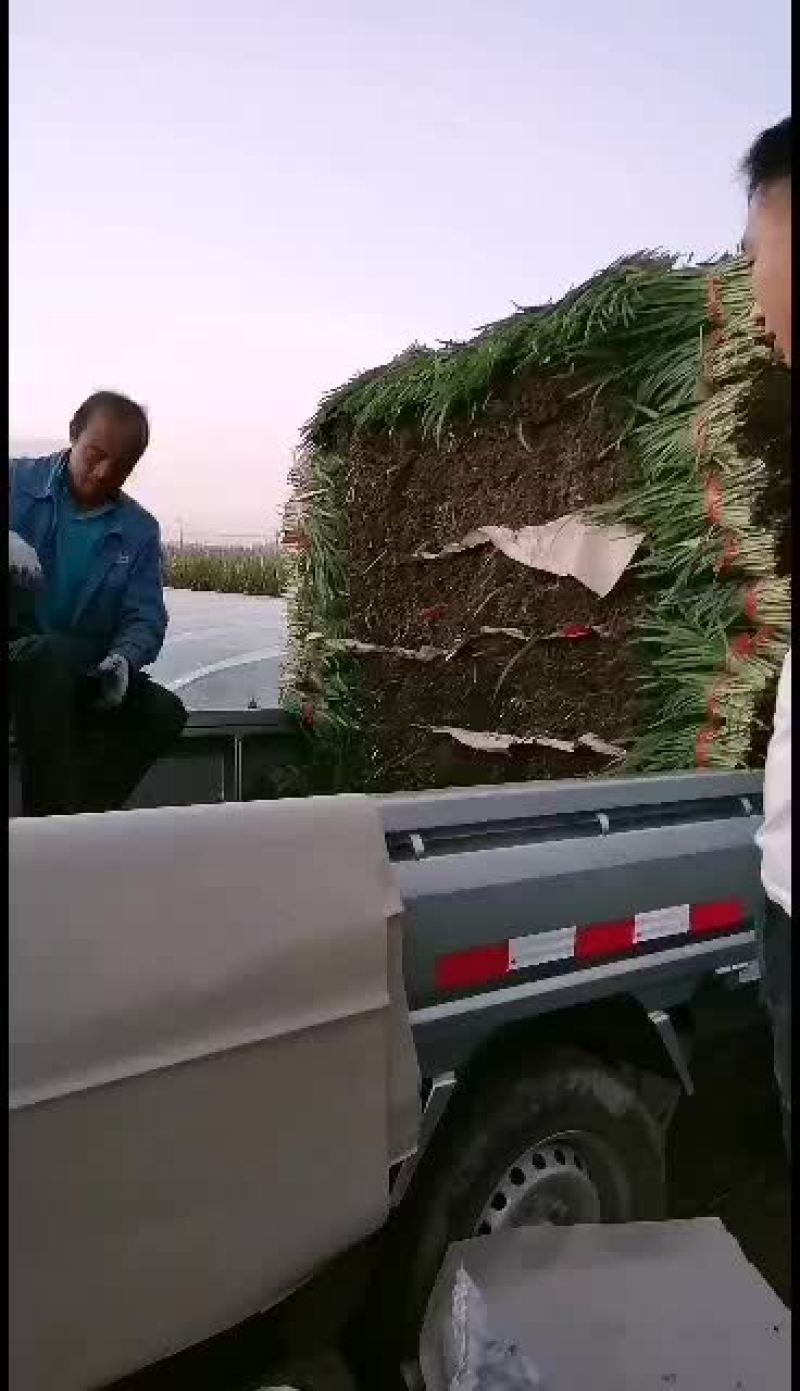 靖远韭菜大量上市，大吨位供货中，可以下单