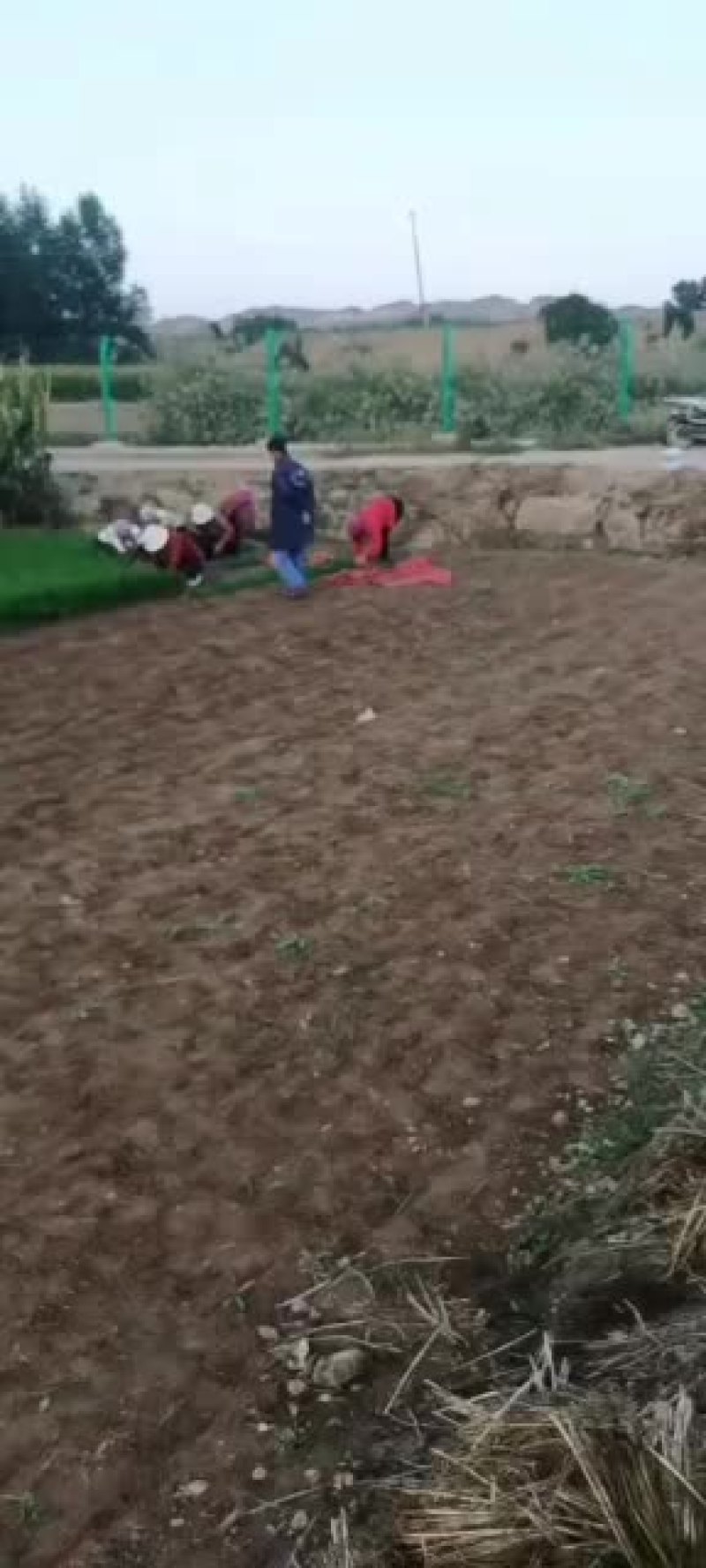 靖远韭菜大量上市，大吨位供货中，可以下单