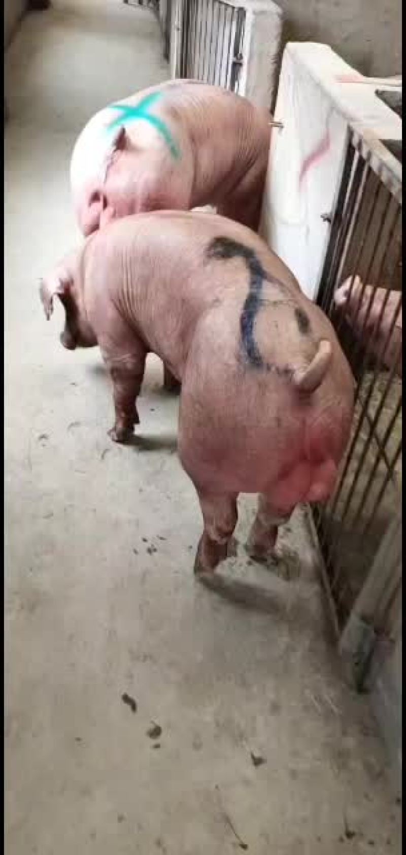 母猪母猪，大白母猪长大母猪，