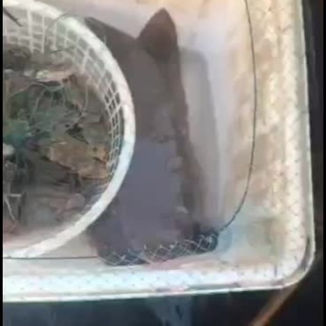 舌鳎大中小都有