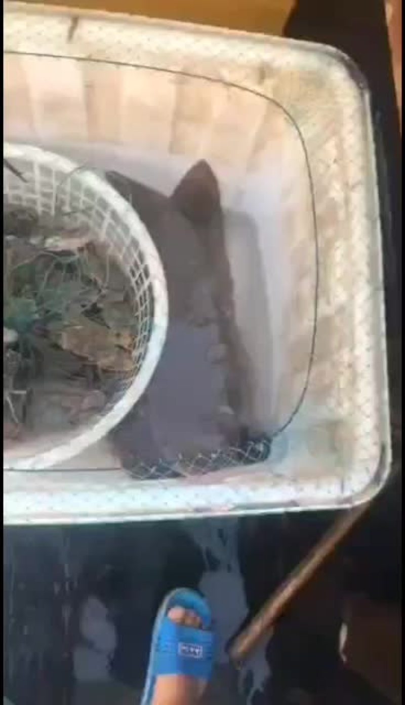 舌鳎大中小都有
