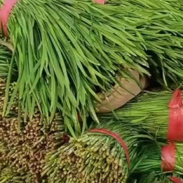 精品韭菜大量上市，承接各地老板，有需要的抓紧联系