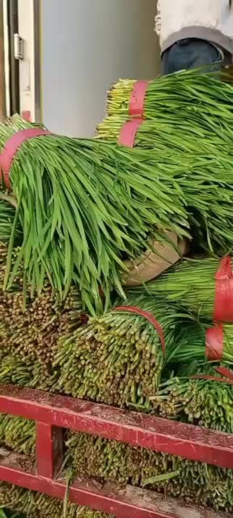 精品韭菜大量上市，承接各地老板，有需要的抓紧联系