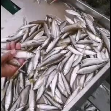 鸭绿江白条鱼白条冻板