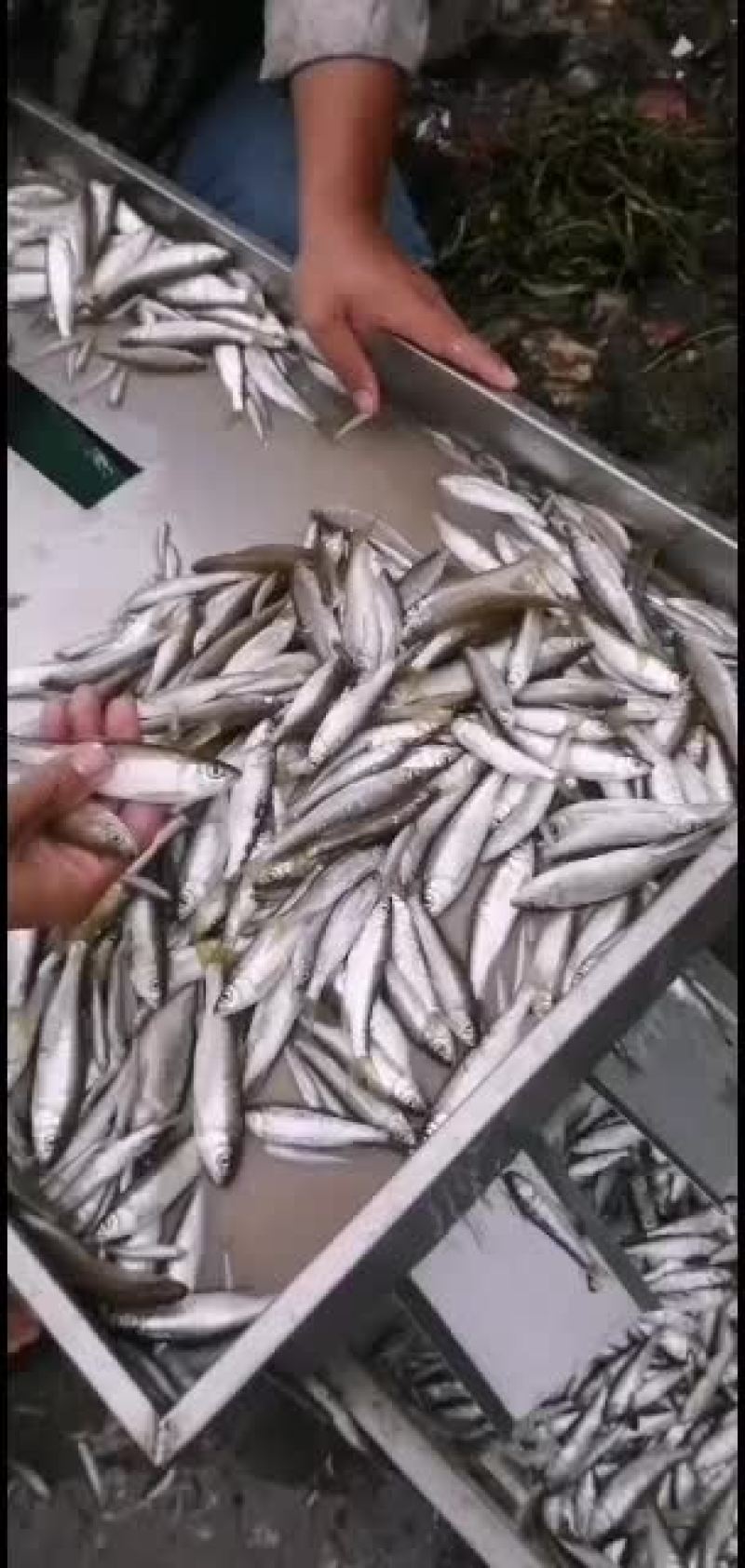 鸭绿江白条鱼白条冻板