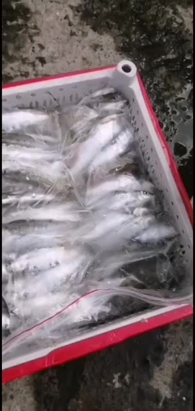 鸭绿江白条鱼白条冻板