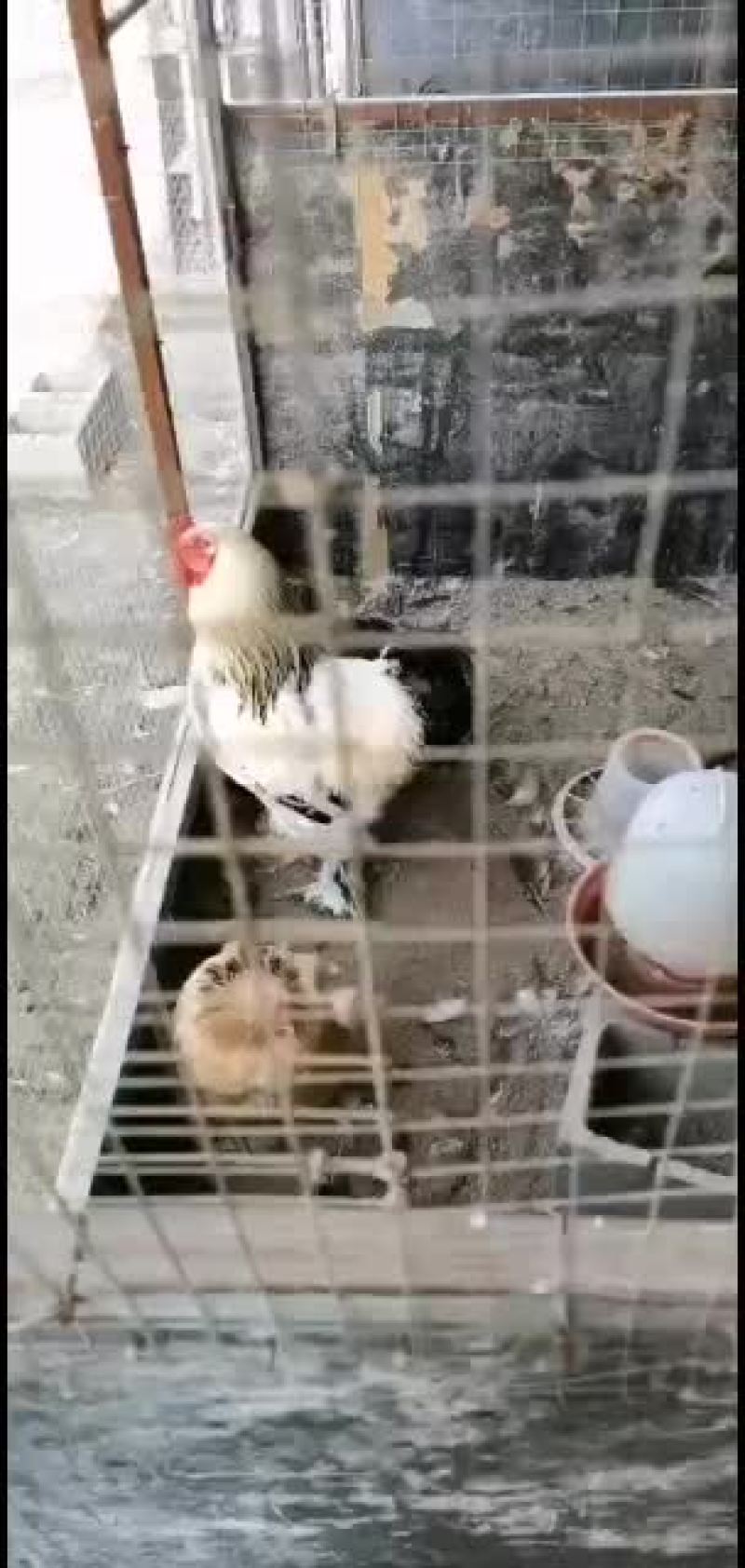 巨型婆罗门鸡苗青年鸡种鸡
