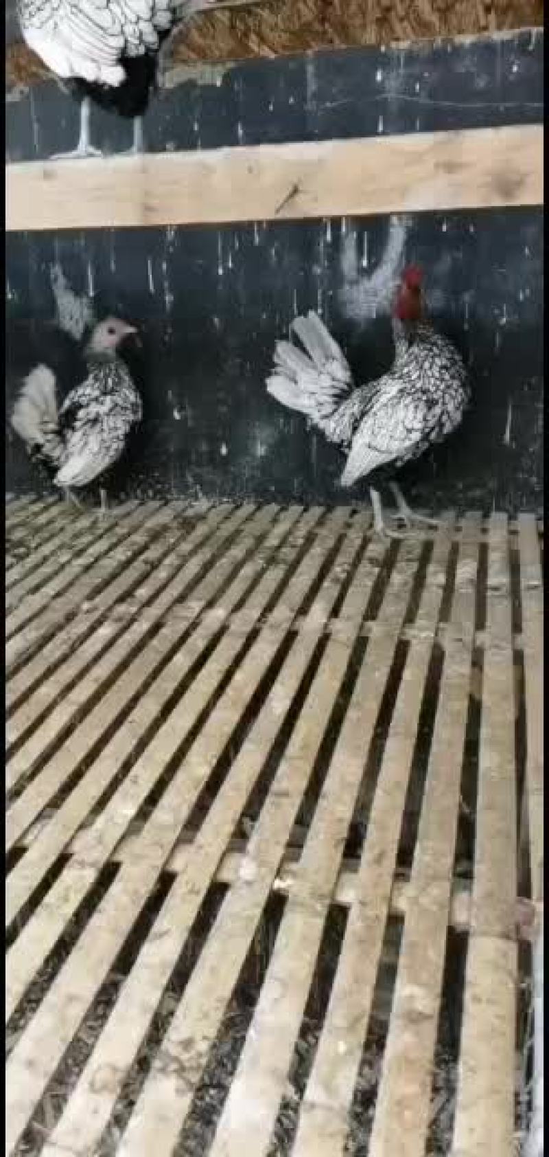巨型婆罗门鸡苗青年鸡种鸡