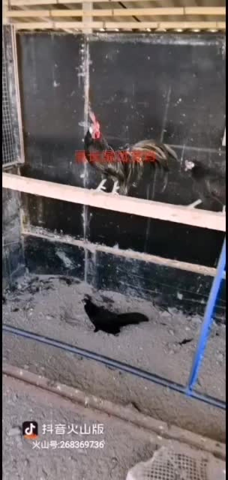 巨型婆罗门鸡苗青年鸡种鸡