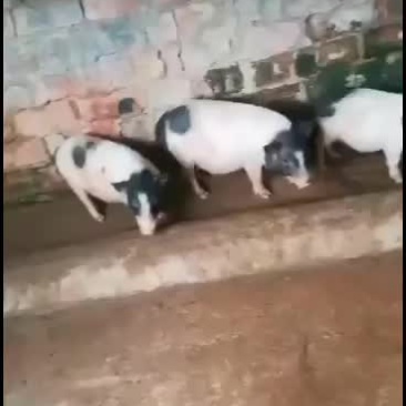 广西南宁崇左扶绥巴马香猪苗