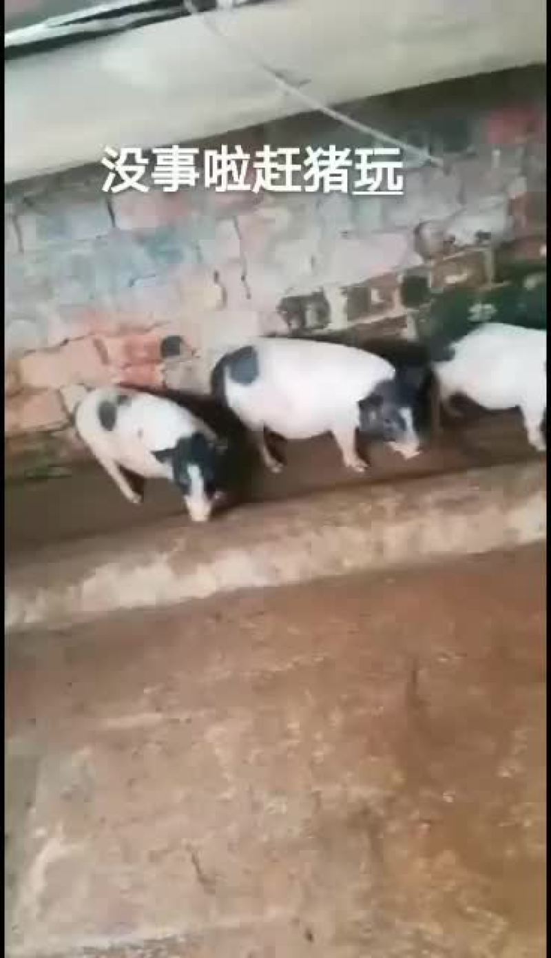 广西南宁崇左扶绥巴马香猪苗