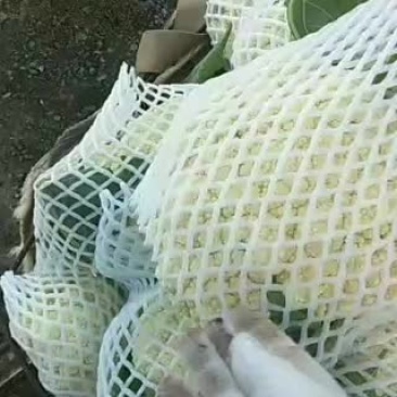 有机散白花明天出一万斤