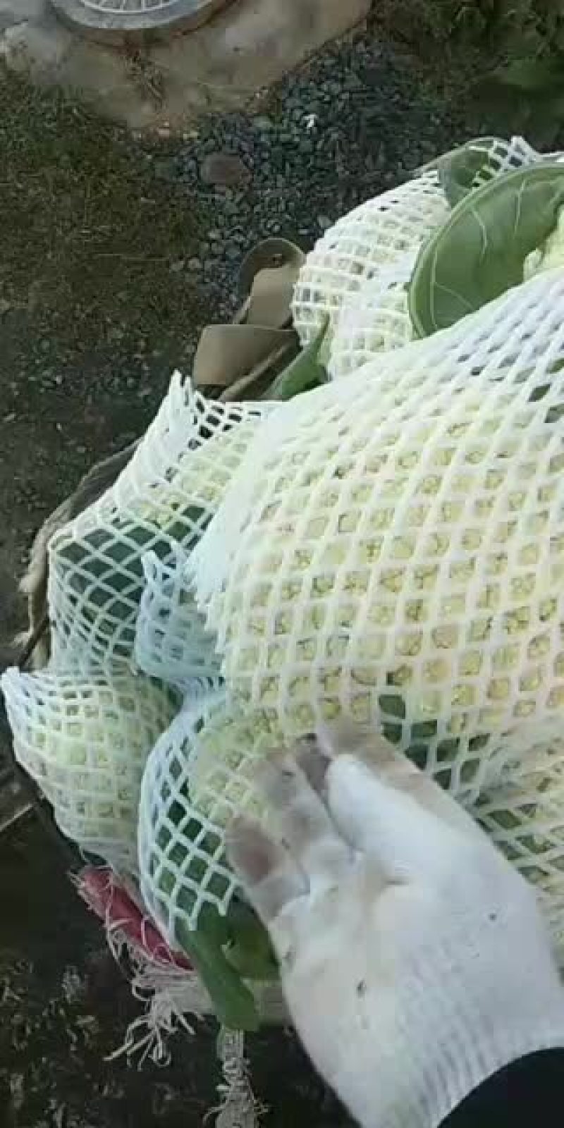 有机散白花明天出一万斤