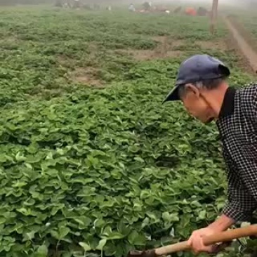 甜查理红颜章姬法兰帝、隋珠