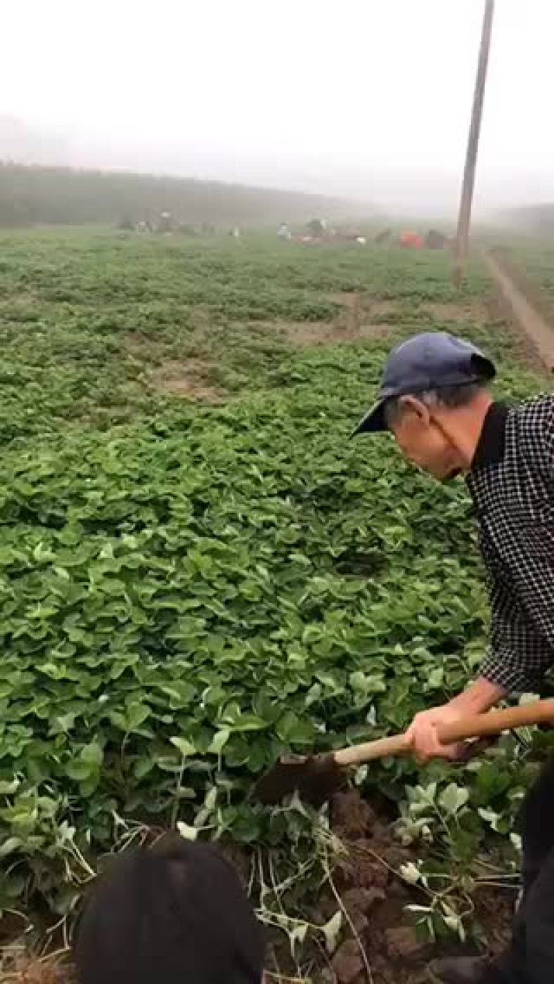 甜查理红颜章姬法兰帝、隋珠