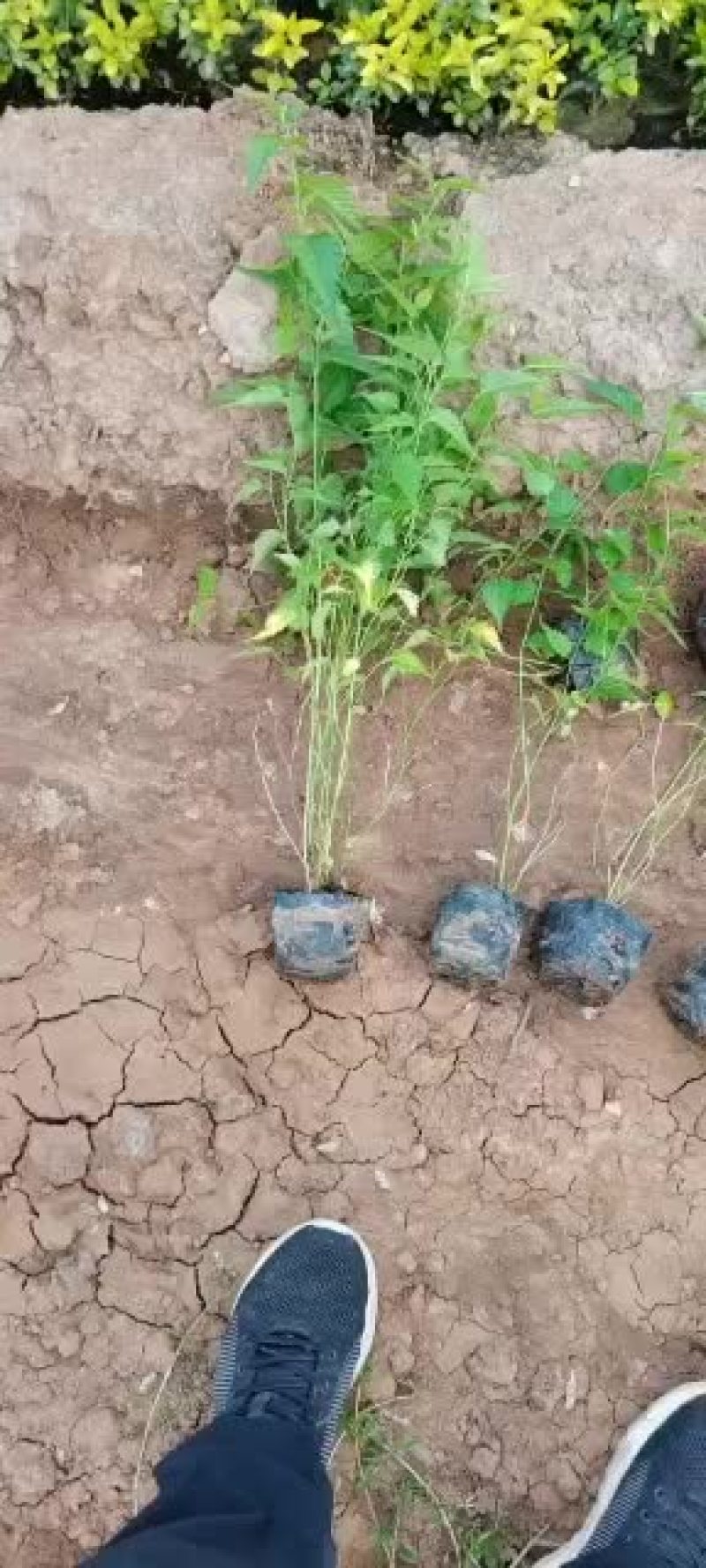 棣棠小苗大量供应各种草花小苗