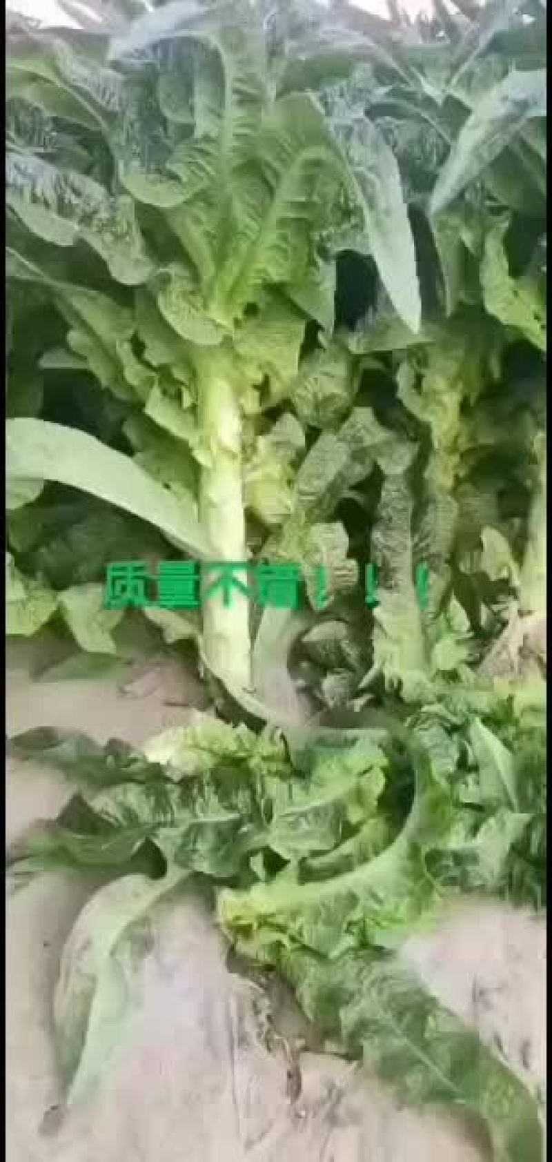莴笋，产地直销，保证质量，量大从优，合作共赢