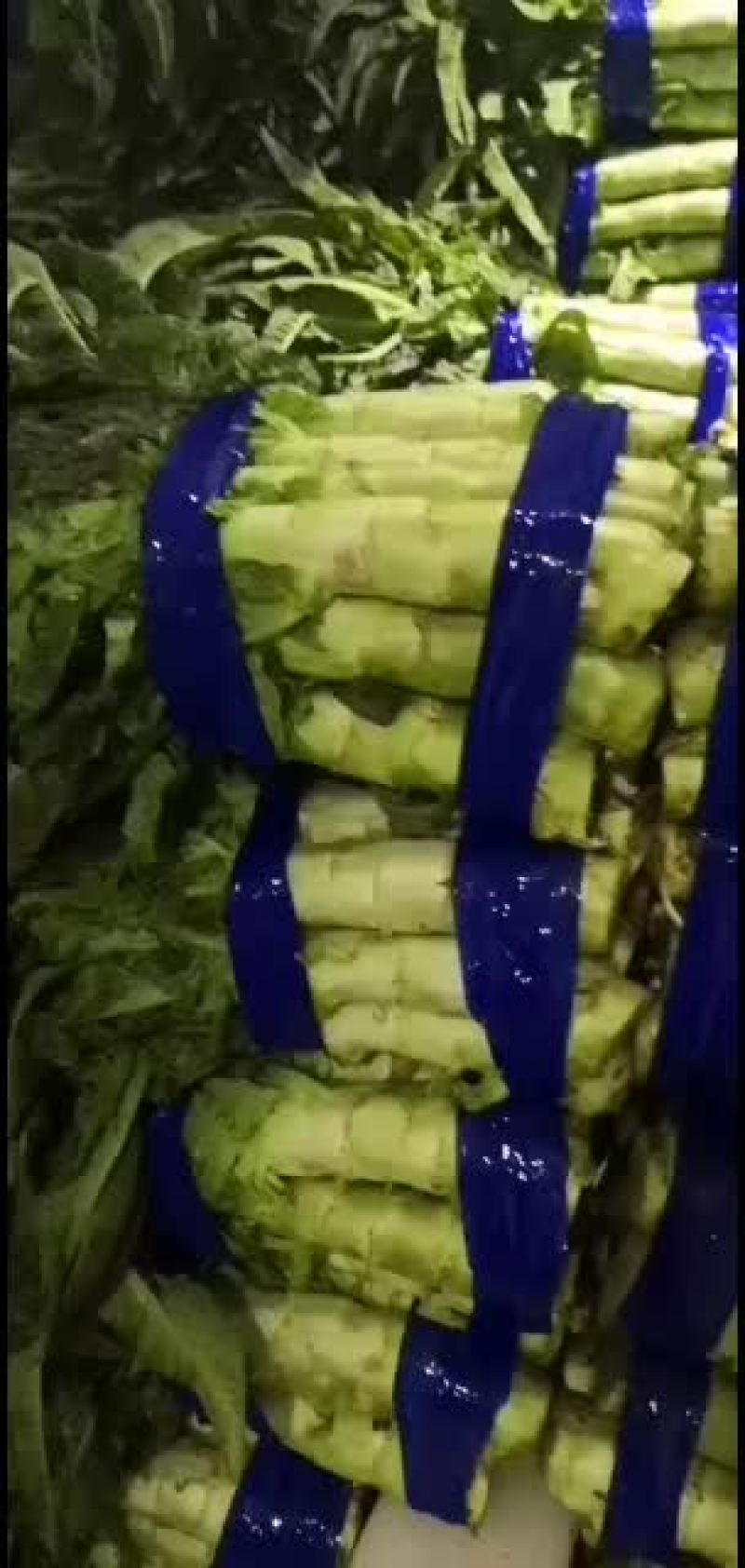 莴笋，产地直销，保证质量，量大从优，合作共赢