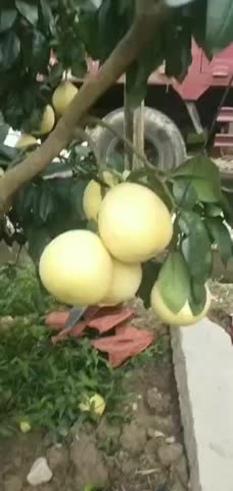 福建琯溪红心柚产地直销批发