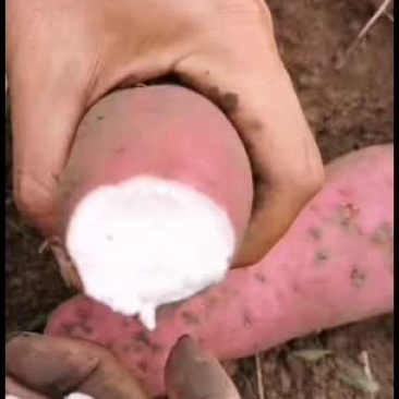 红薯种19西瓜红欢迎老板订货