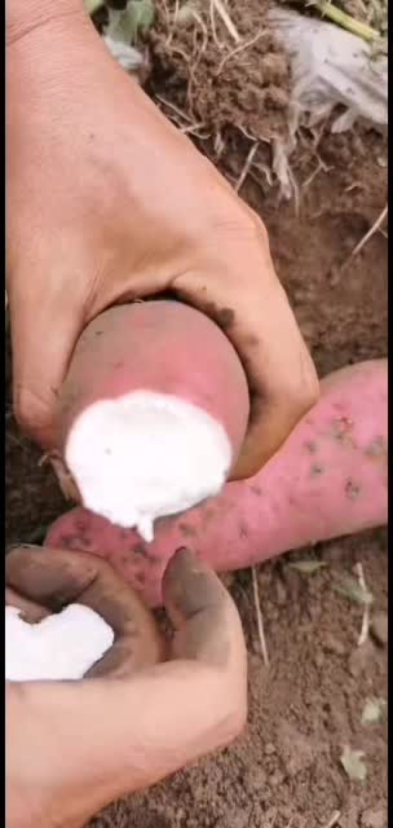 红薯种19西瓜红欢迎老板订货