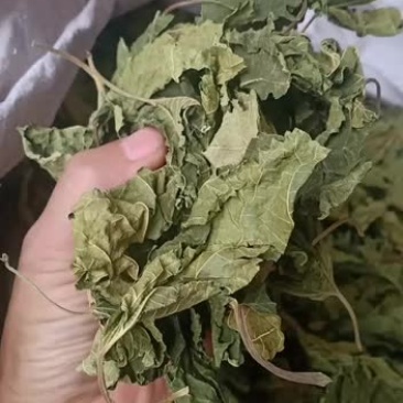 桑叶粉今年新货颜色绿桑树有大货可可供药厂全年有