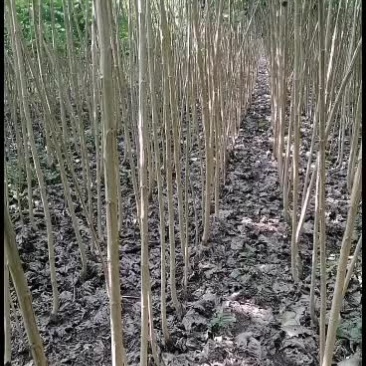 丹红杨树苗又名丹阳红