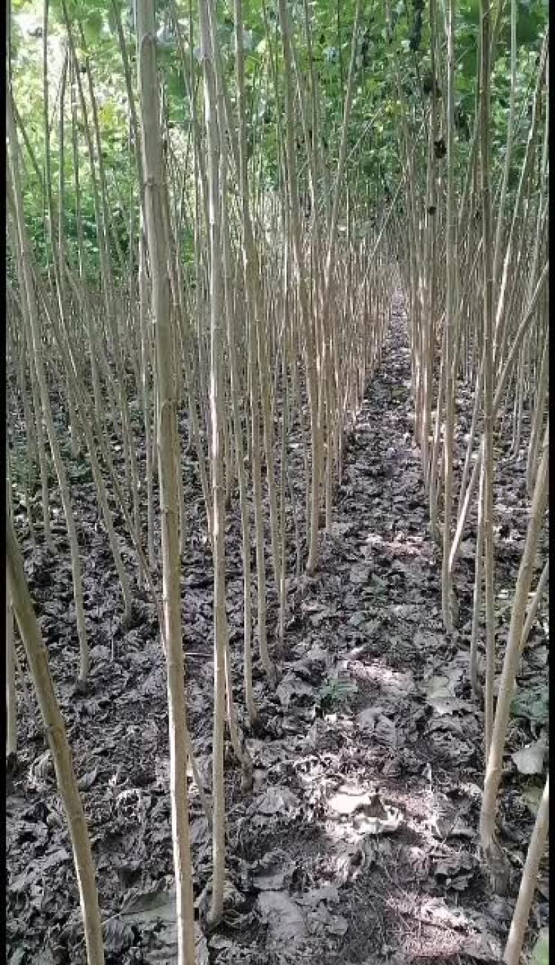 丹红杨树苗又名丹阳红