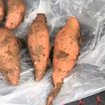 龙薯9号，适合冷库储存条好