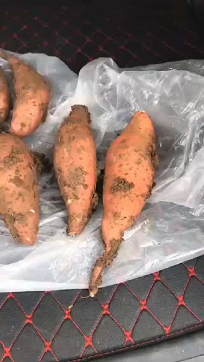 龙薯9号，适合冷库储存条好