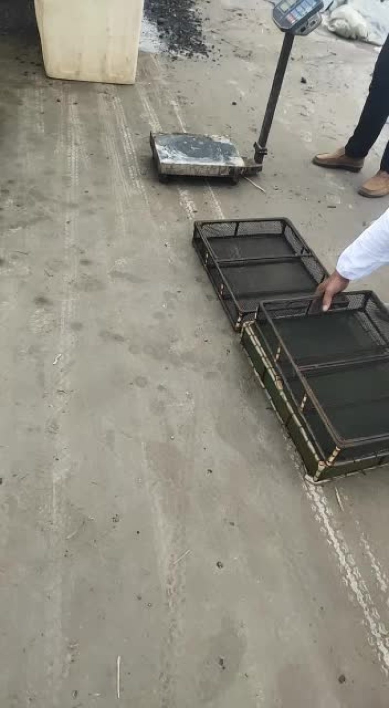 南美对虾欢迎新老客户订购。