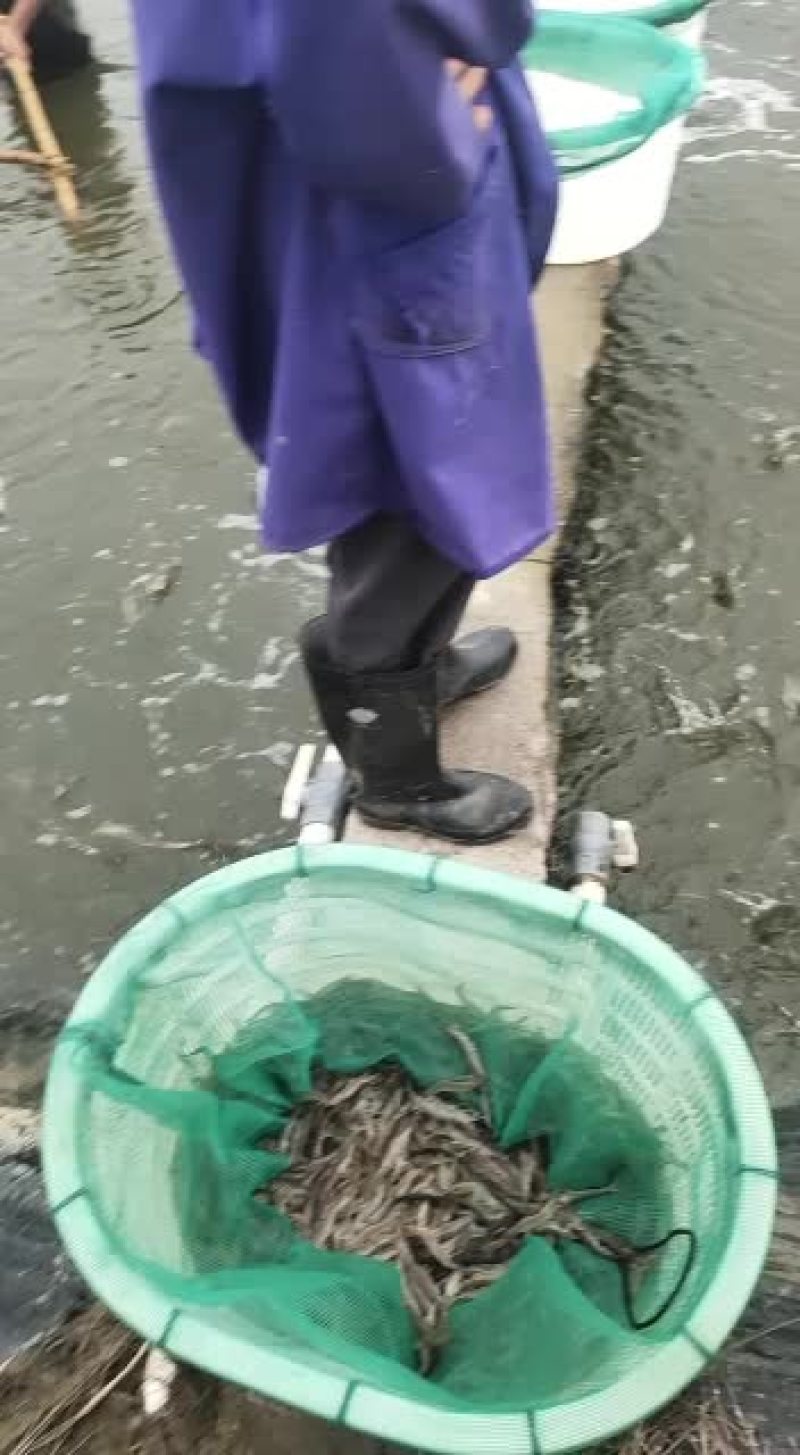 南美对虾欢迎新老客户订购。