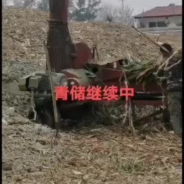 养牛羊驴学青储技术肉牛种羊肉驴火爆热销中