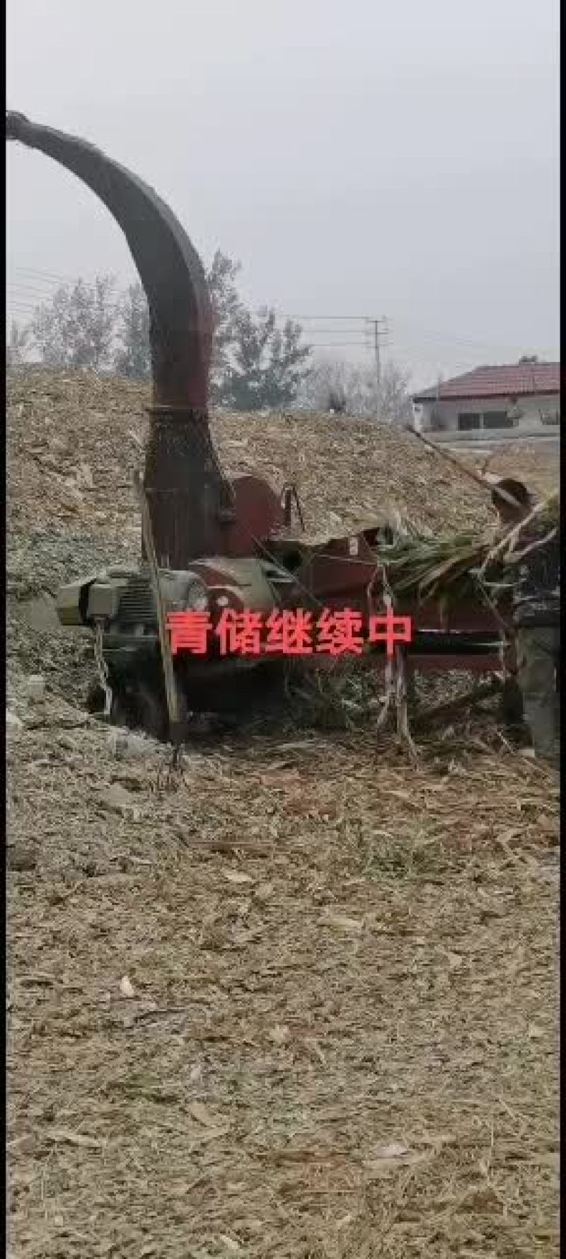 养牛羊驴学青储技术肉牛种羊肉驴火爆热销中