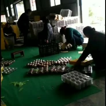 高山富硒绿色猕猴桃，