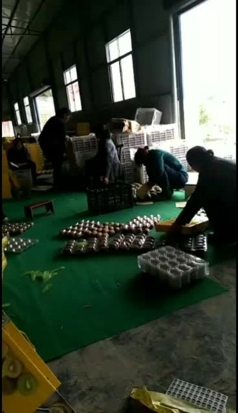 高山富硒绿色猕猴桃，