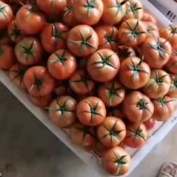 上市了，需要呢老板速度