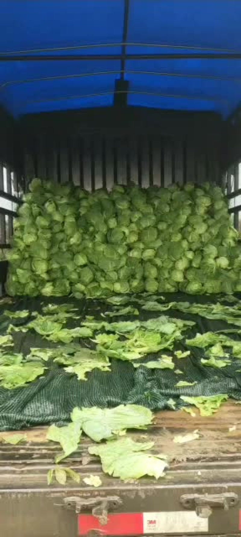 甘蓝大量上市欢迎老板前来选购