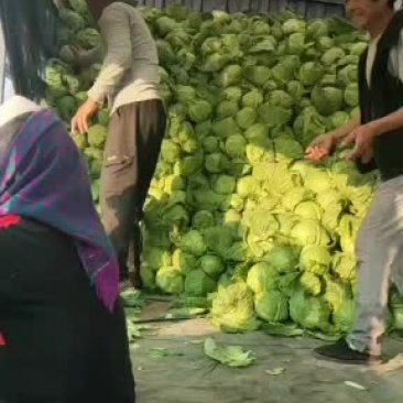 甘蓝大量上市欢迎老板前来选购