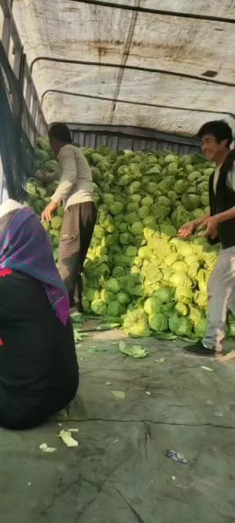 甘蓝大量上市欢迎老板前来选购